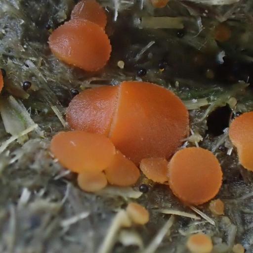 Cowpat Gem