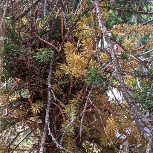 Chrysomyxa Arctostaphyli