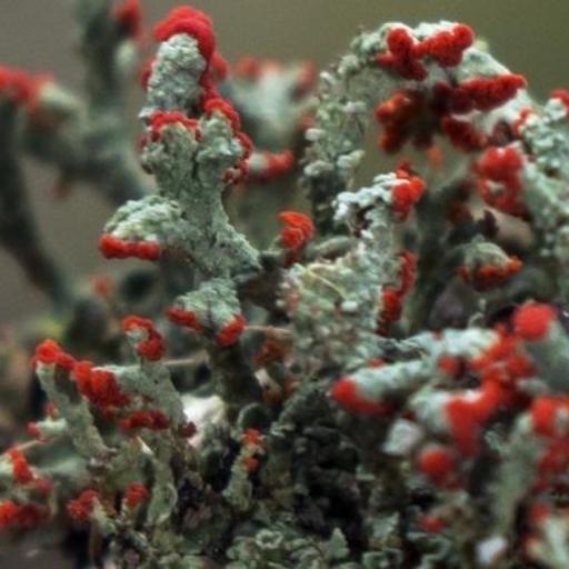Cladonia Cristatella