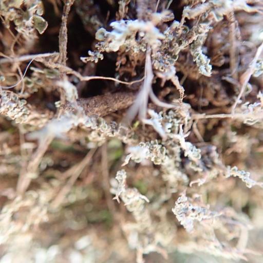 Cladonia Scabriuscula