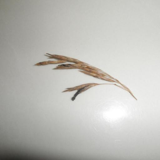 Claviceps Purpurea
