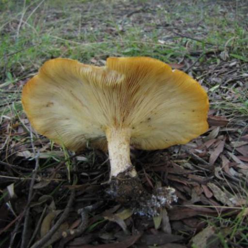 Clitocybe Eucalyptorum