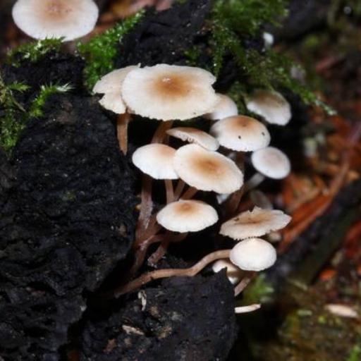 Collybia Cirrhata