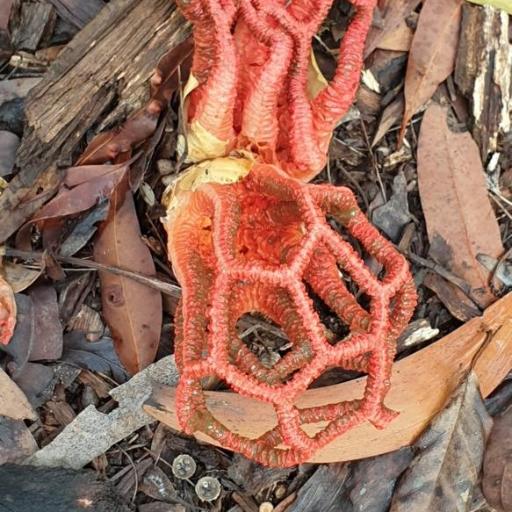 Craypot Stinkhorn