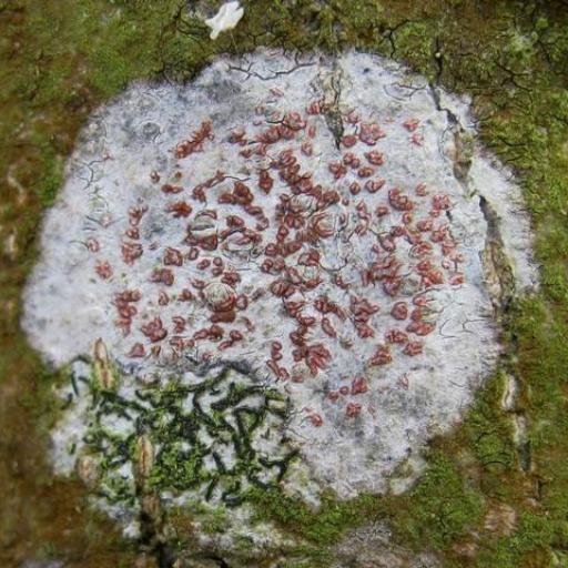 Bloody Comma Lichen