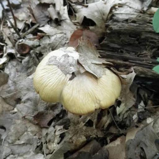 Cortinarius Caperatus