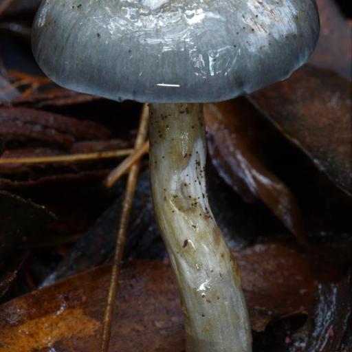 Elegant Blue Webcap
