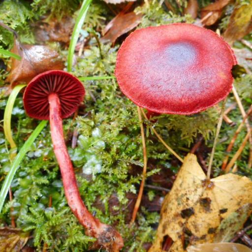 Bloodred Webcap
