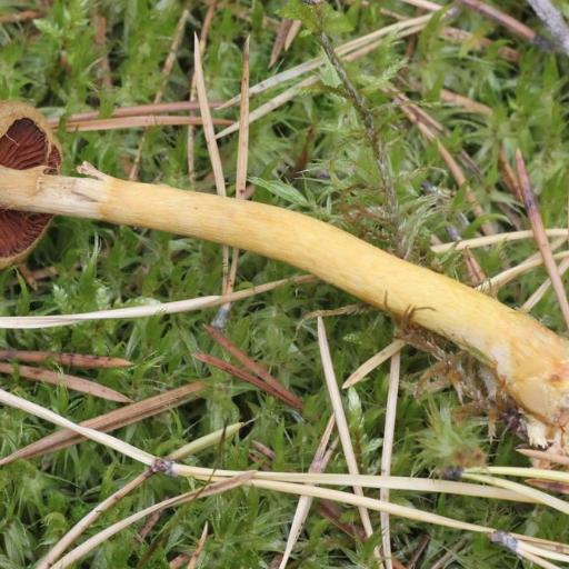 Cortinarius Semisanguineus
