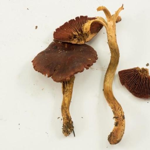 Cortinarius Smithii