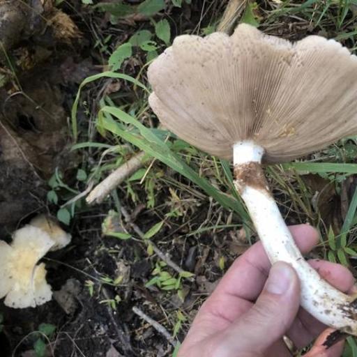 Poplar Fieldcap