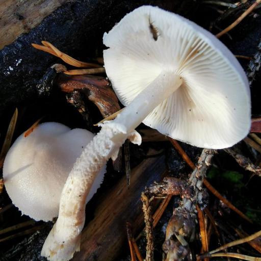 Cystoderma Carcharias