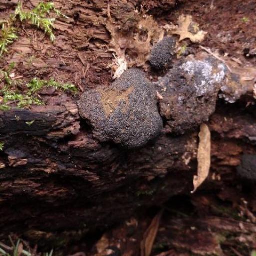 Dictydiaethalium Plumbeum