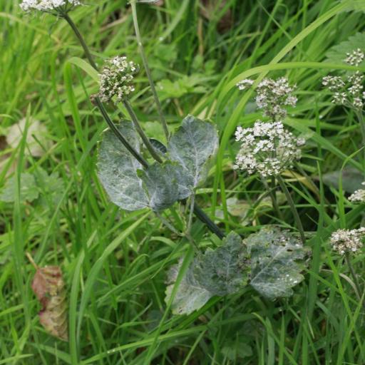 Umbellifer Powdery Mildew