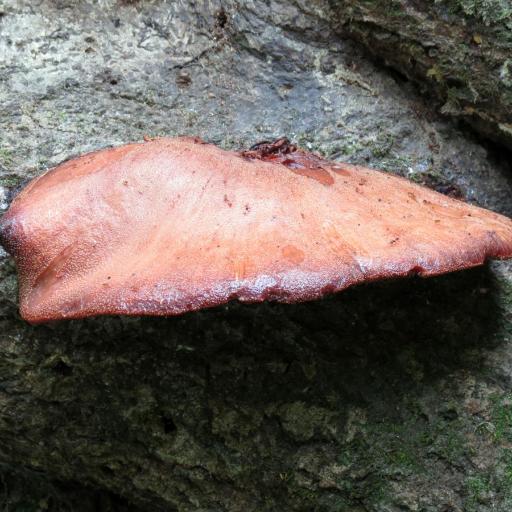 Beefsteak Polypore