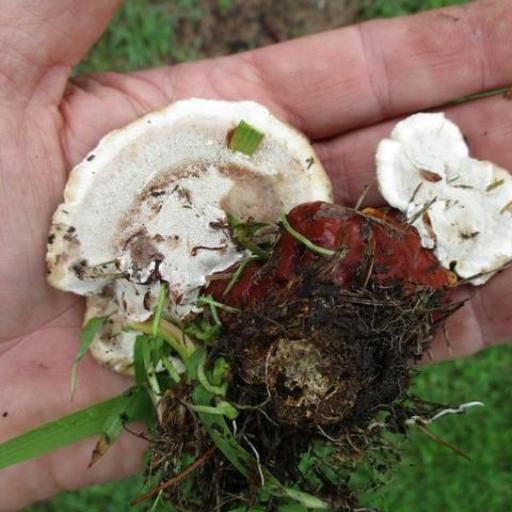 Ganoderma Resinaceum