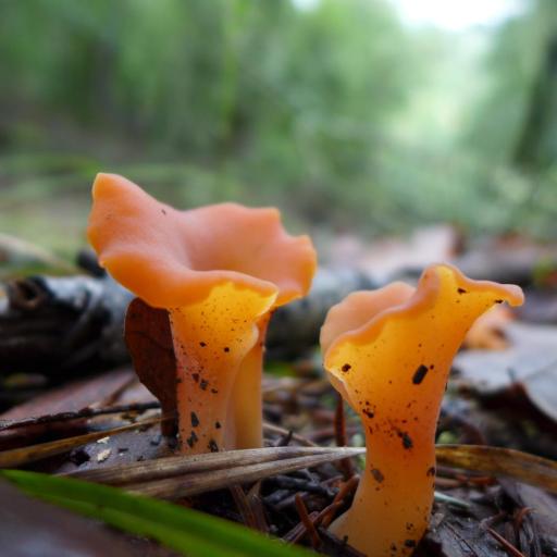 Guepinia Helvelloides