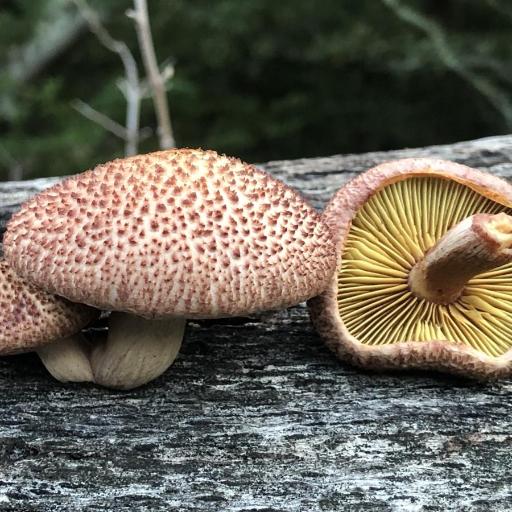 Yellow-gilled Gymnopilus