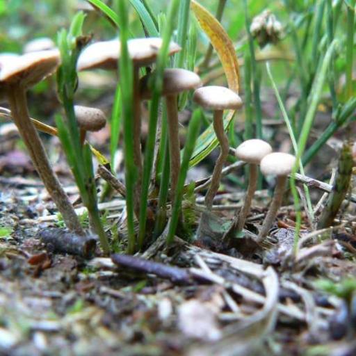 Gymnopus Confluens