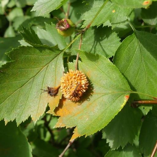 Gymnosporangium Globosum