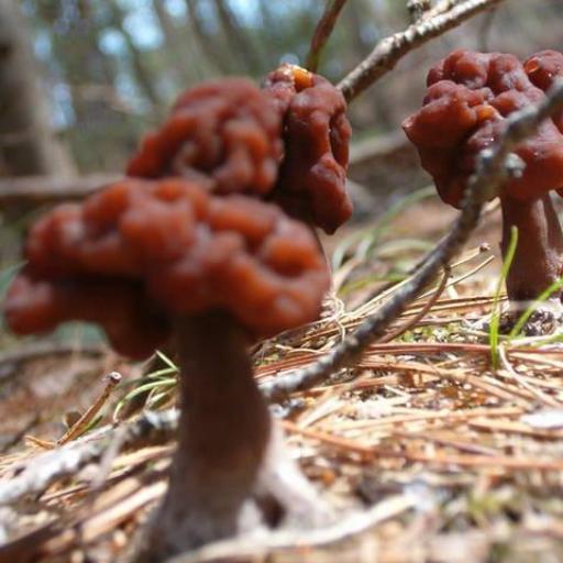 False Morel
