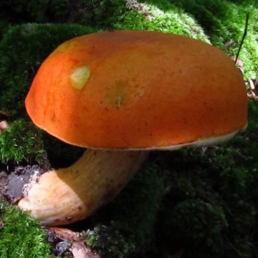 Gyroporus Ballouii