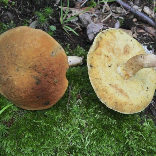 Chestnut Bolete