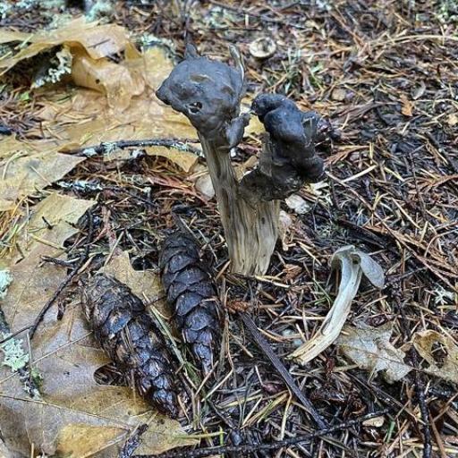 Western Black Elfin Saddle