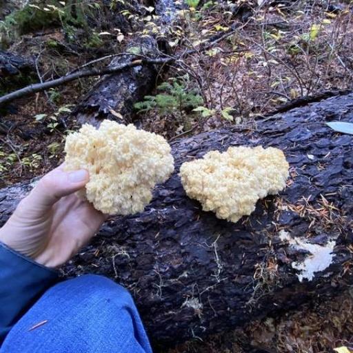 Hericium Abietis