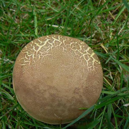 Hortiboletus Engelii