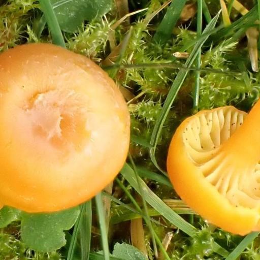 Hygrocybe Insipida