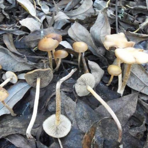 Hypholoma Marginatum