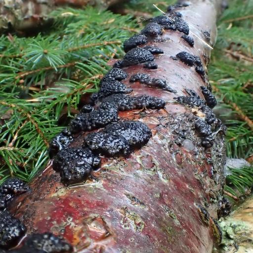 Jackrogersella Multiformis