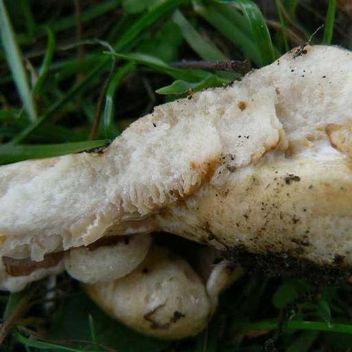 Lactarius Acerrimus