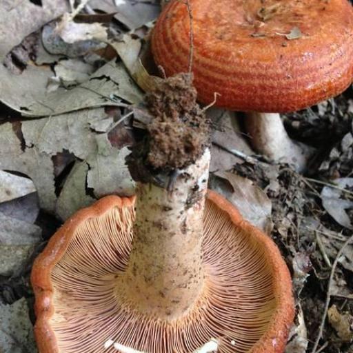 Lactarius Peckii