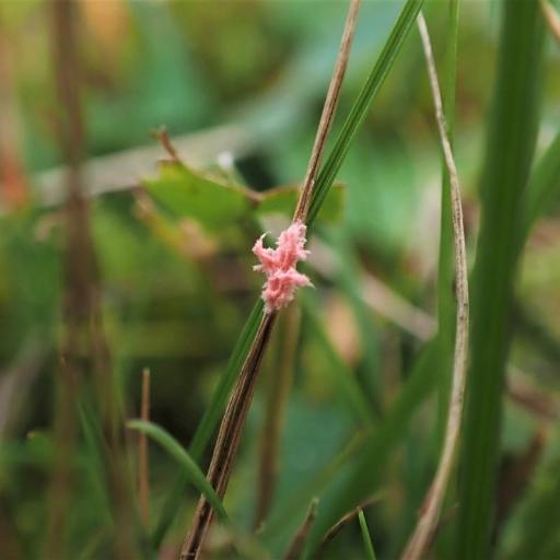 Laetisaria Fuciformis