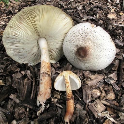 Leucoagaricus Americanus