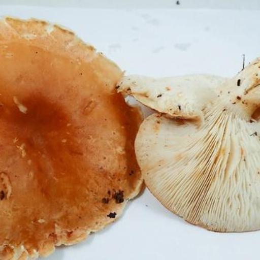 Leucopaxillus Gentianeus