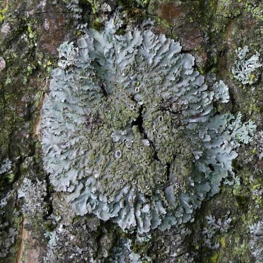 Weill's Lichenochora Lichen