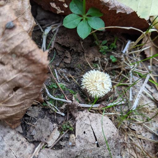 Lycoperdon Curtisii