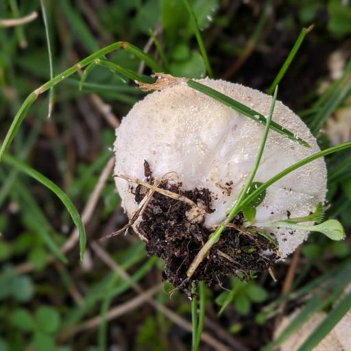 Lycoperdon Pratense