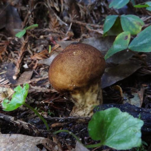 Umber-brown Puffball