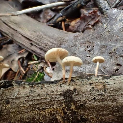 Marasmiellus Ramealis