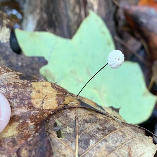 Marasmius Capillaris
