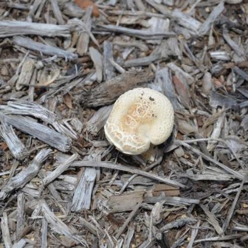 Melanoleuca Verrucipes