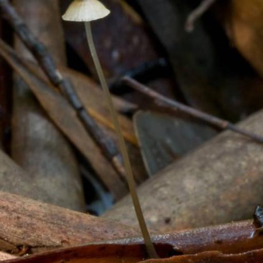 Tall Mycena