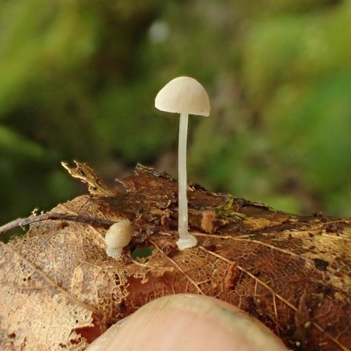 Bulbous Bonnet
