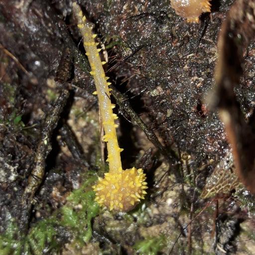 Neobarya Agaricicola