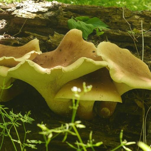 Neolentinus Cyathiformis