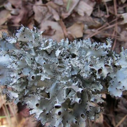 Perforated Ruffle Lichen